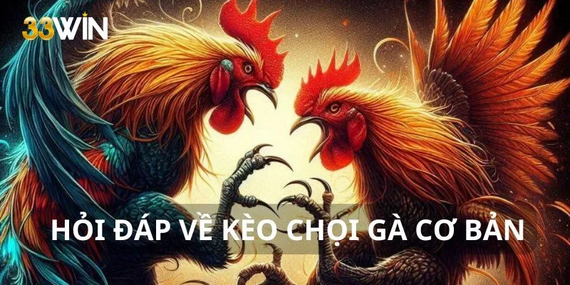 Hỏi đáp về kèo đá gà cho tân binh