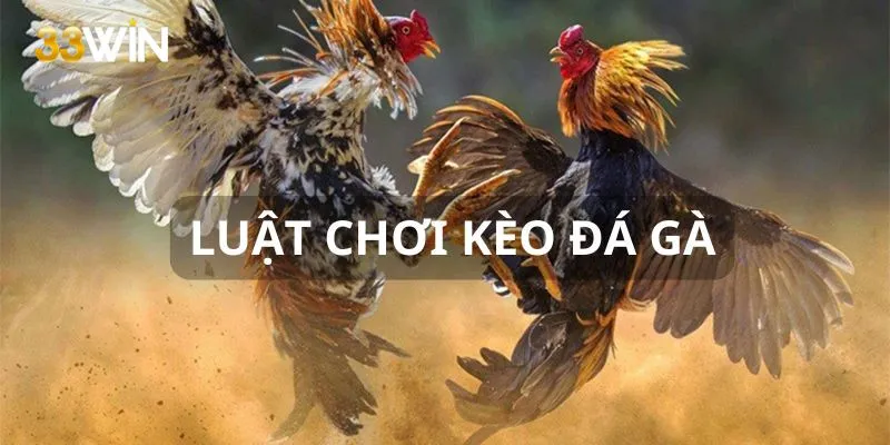 Kèo đá gà có luật vận hành đơn giản