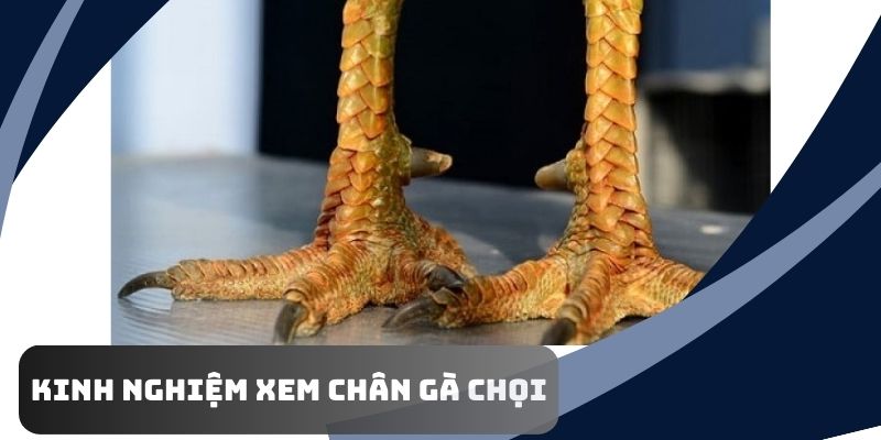 Những kinh nghiệm xem chân gà chọi được chia sẻ từ cao thủ