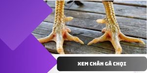 xem chân gà chọi