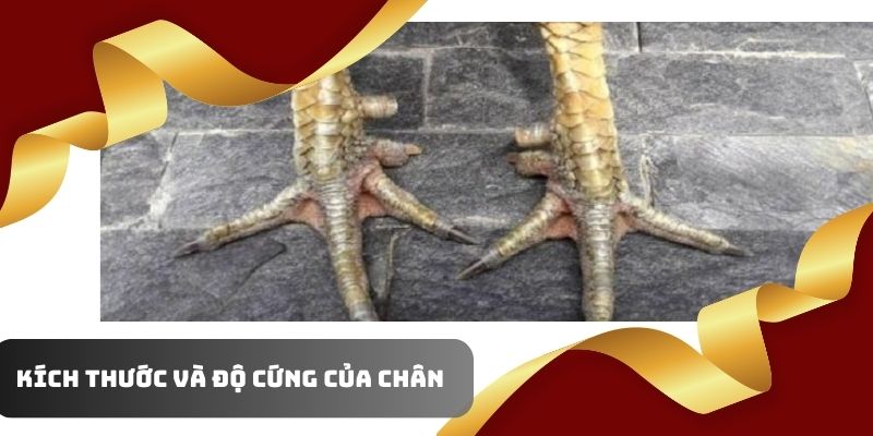 Cần biết kích thước và độ cứng của chân để đánh giá một linh kê