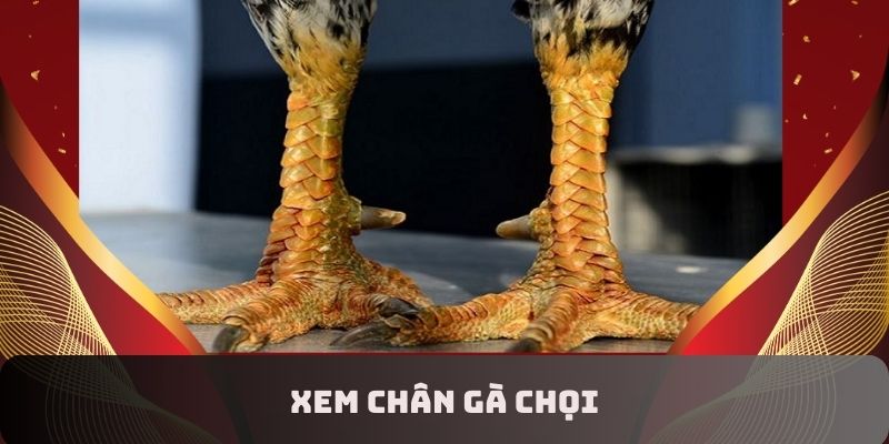 Tầm quan trọng khi người chơi biết cách xem chân gà chọi