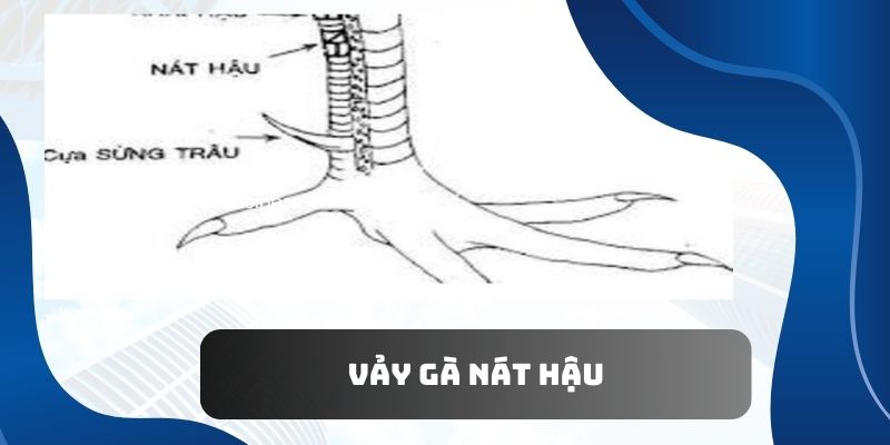 Xem chân gà chọi nên tránh chọn vảy nát hậu